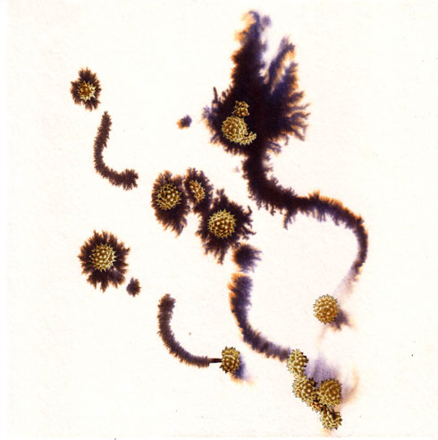ink collage pollen